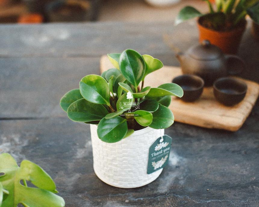 "Điểm mặt" 5 lợi ích đến từ cây xanh - 9X GARDEN