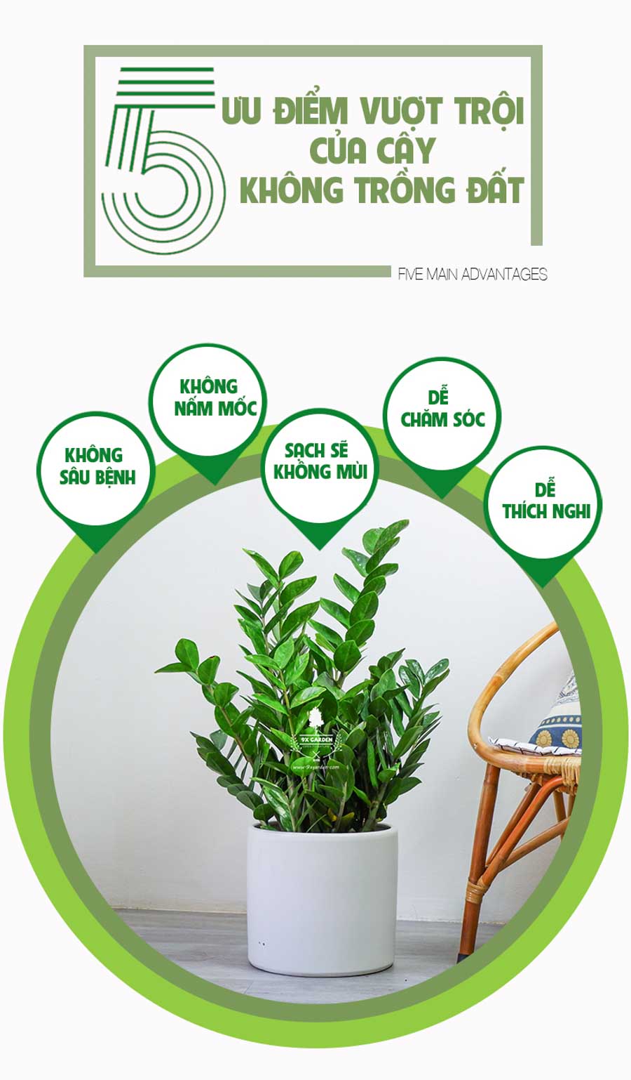 Kim Phát Tài - Kim Tiền Trồng Không Cần Đát - 9X GARDEN