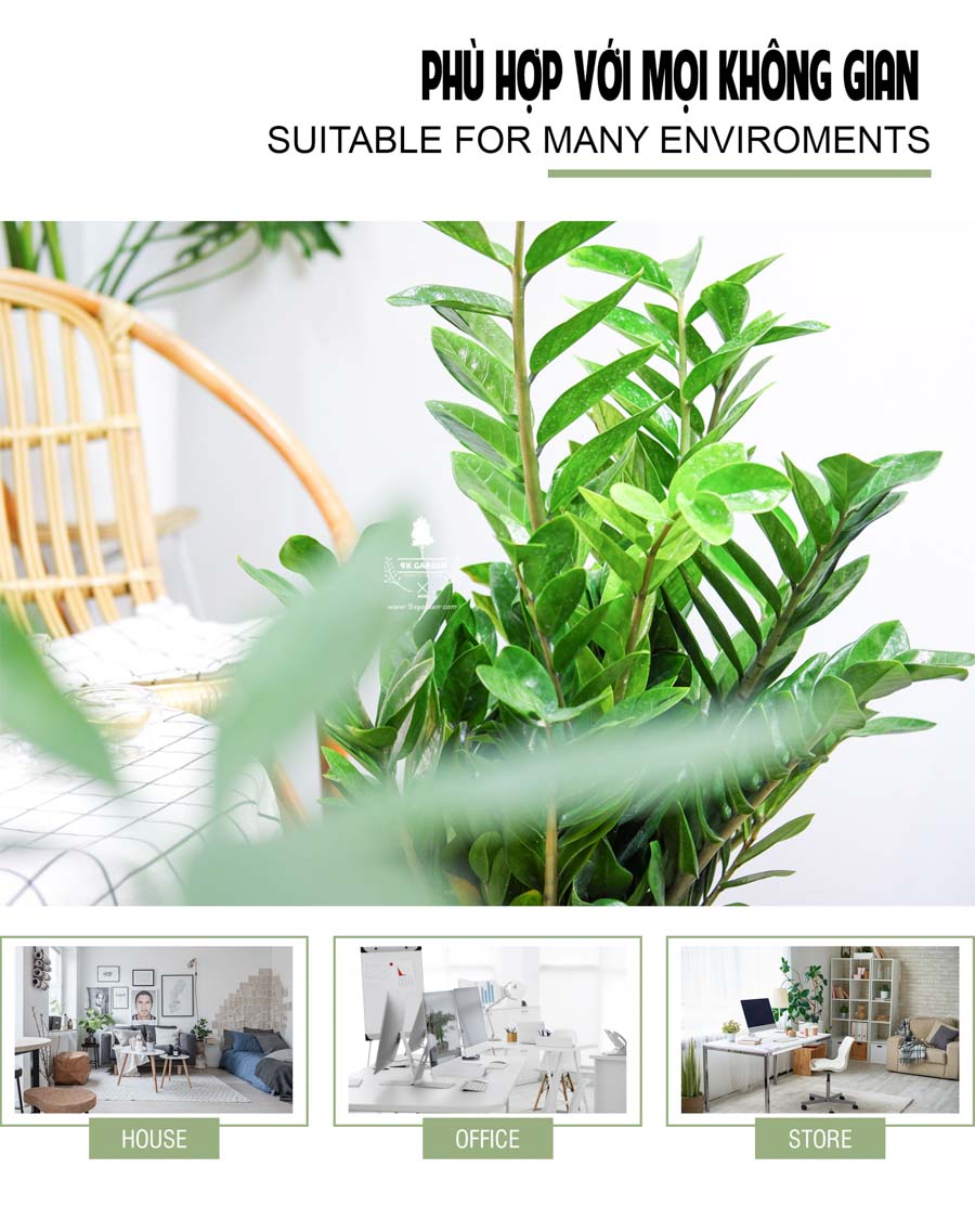 Kim Phát Tài - Kim Tiền Trồng Không Cần Đát - 9X GARDEN