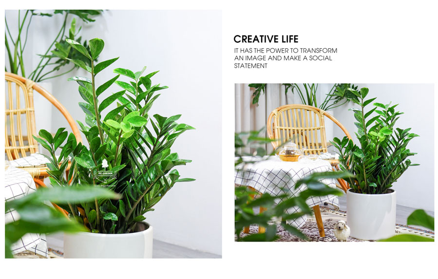 Kim Phát Tài - Kim Tiền Trồng Không Cần Đát - 9X GARDEN