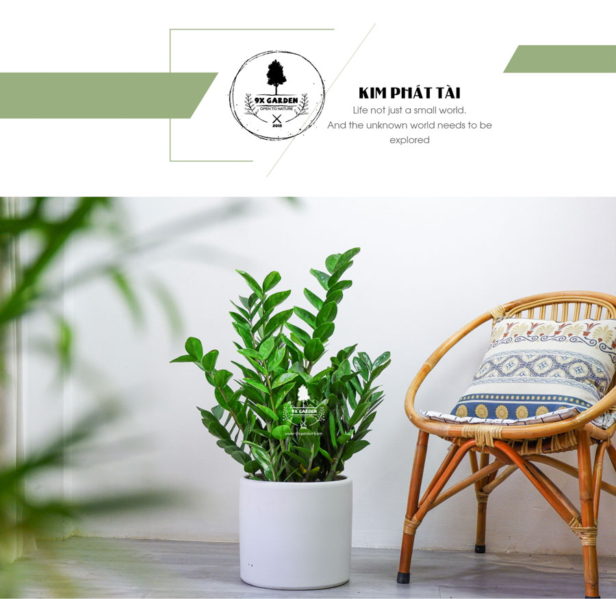 Kim Phát Tài - Kim Tiền Trồng Không Cần Đát - 9X GARDEN