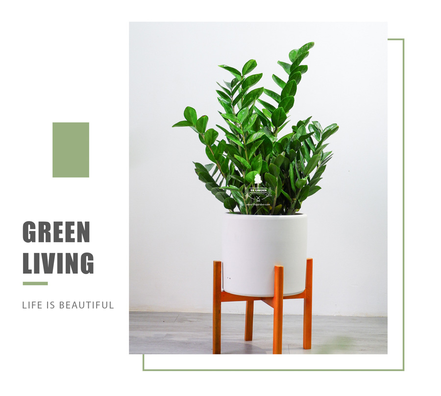 Kim Phát Tài - Kim Tiền Trồng Không Cần Đát - 9X GARDEN