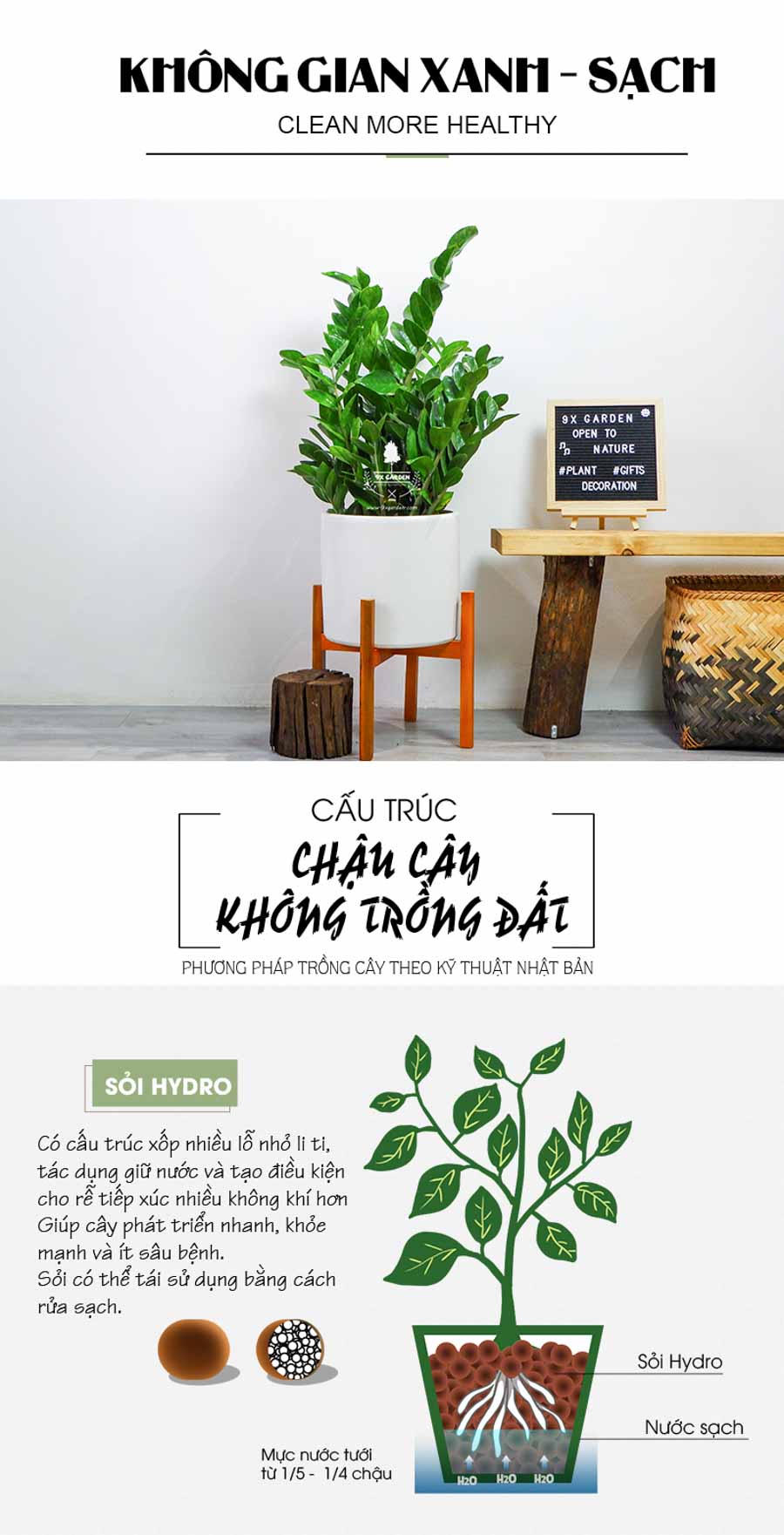 Kim Phát Tài - Kim Tiền Trồng Không Cần Đát - 9X GARDEN