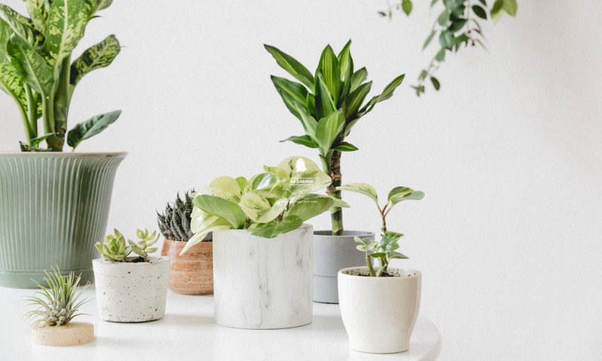 Ngưỡng sáng cần biết dành cho người mới chơi cây - 9X GARDEN