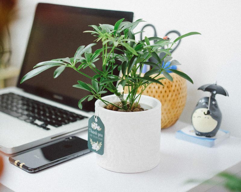 Tại sao chúng ta nên trồng cây xanh trong nhà? - 9X GARD