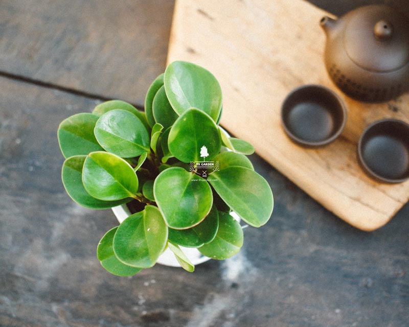 Tại sao chúng ta nên trồng cây xanh trong nhà? - 9X GARD