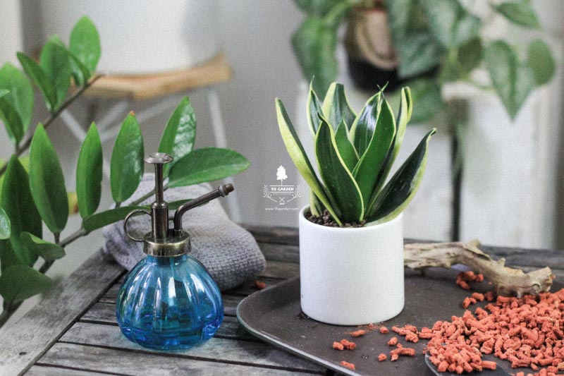 Tại sao chúng ta nên trồng cây xanh trong nhà? - 9X GARD