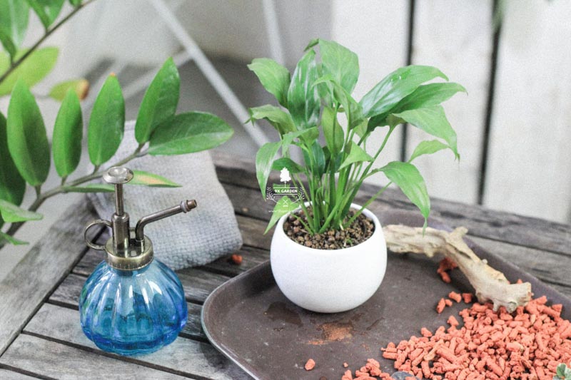 Tại sao chúng ta nên trồng cây xanh trong nhà? - 9X GARD