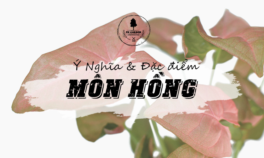 Ý Nghĩa Cây Môn Hồng - 9X GARDEN