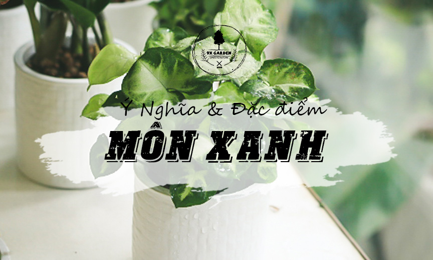 Ý Nghĩa Cây Môn Xanh - 9X GARDEN
