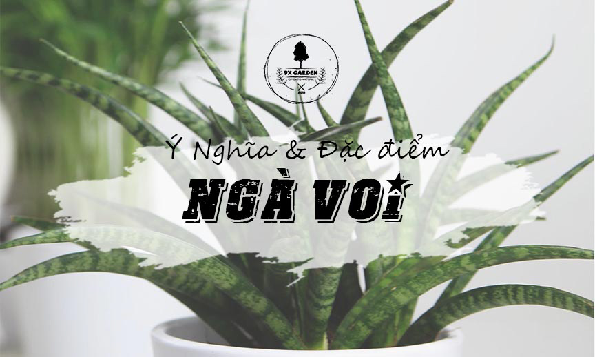 Ý Nghĩa Cây Ngà Voi - 9X GARDEN