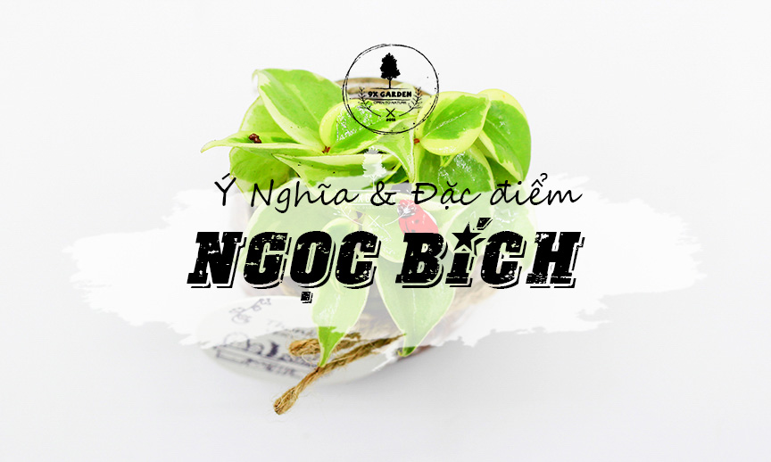 Ý Nghĩa Cây Ngọc Bích - 9X GARDEN