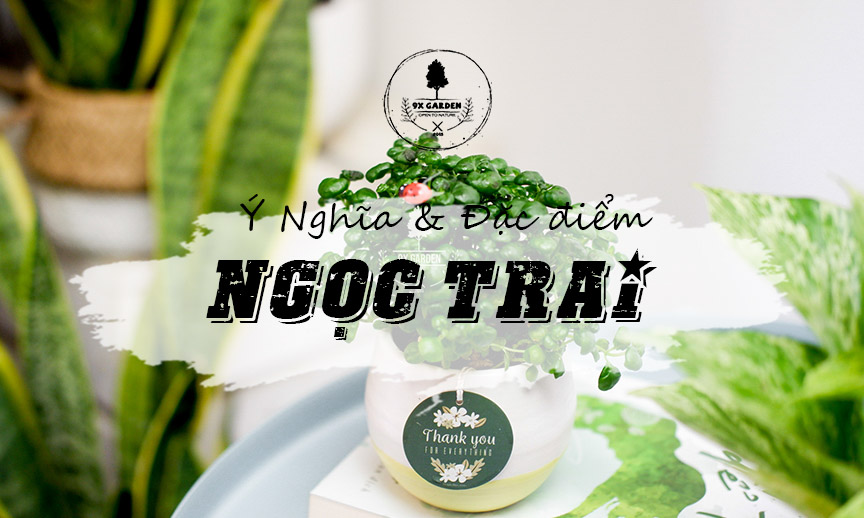 Ý Nghĩa Cây Ngọc Trai - 9X GARDEN