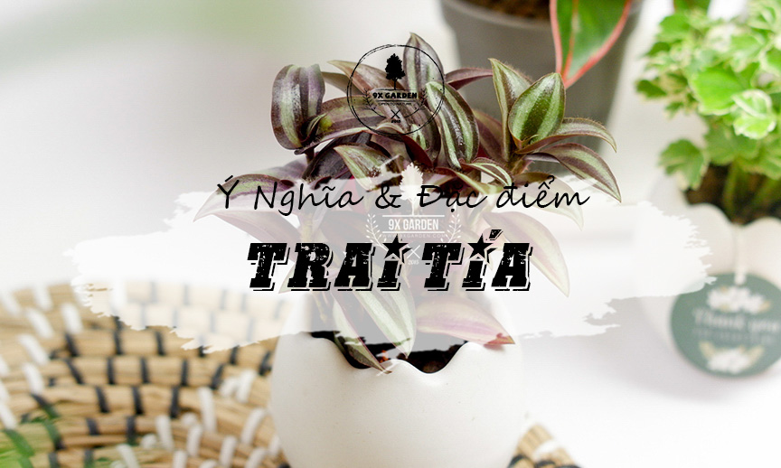 Ý Nghĩa Cây Trai Tía - 9X GARDEN
