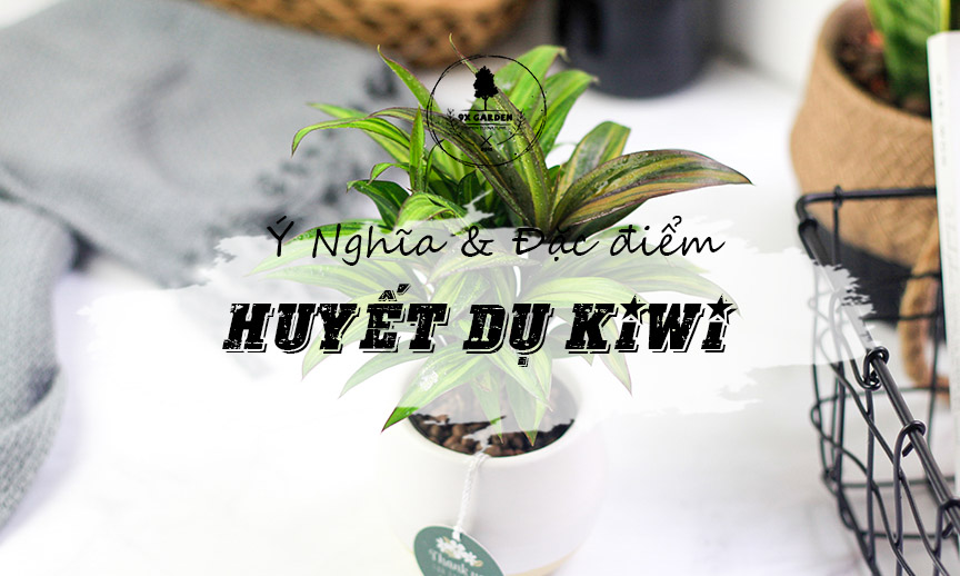 Ý Nghĩa Cây Huyết Dụ Kiwi - 9X GARDEN