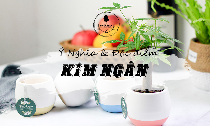 Ý Nghĩa Cây Kim Ngân - 9X GARDEN