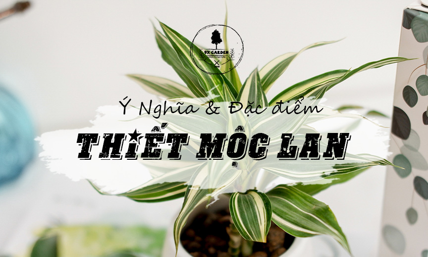 Ý Nghĩa Cây Thiết Mộc Lan - 9X GARDEN