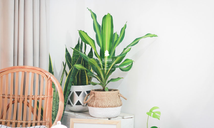 Hướng dẫn chăm sóc cây Thiết Mộc Lan - 9X GARDEN