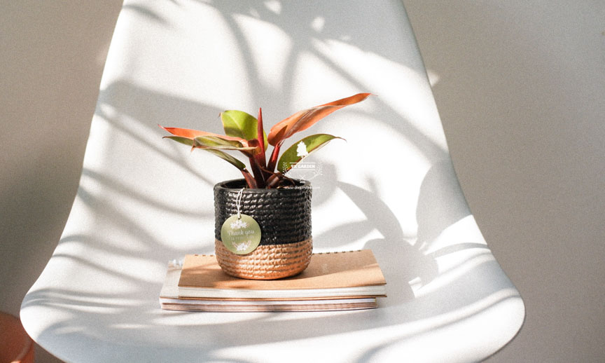 Hướng dẫn chăm sóc cây Trầu Bà Đế Vương Đỏ -