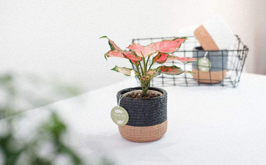 Tại sao cây xanh lại trở thành món quà hoàn hảo nhất? - 9X GARDEN