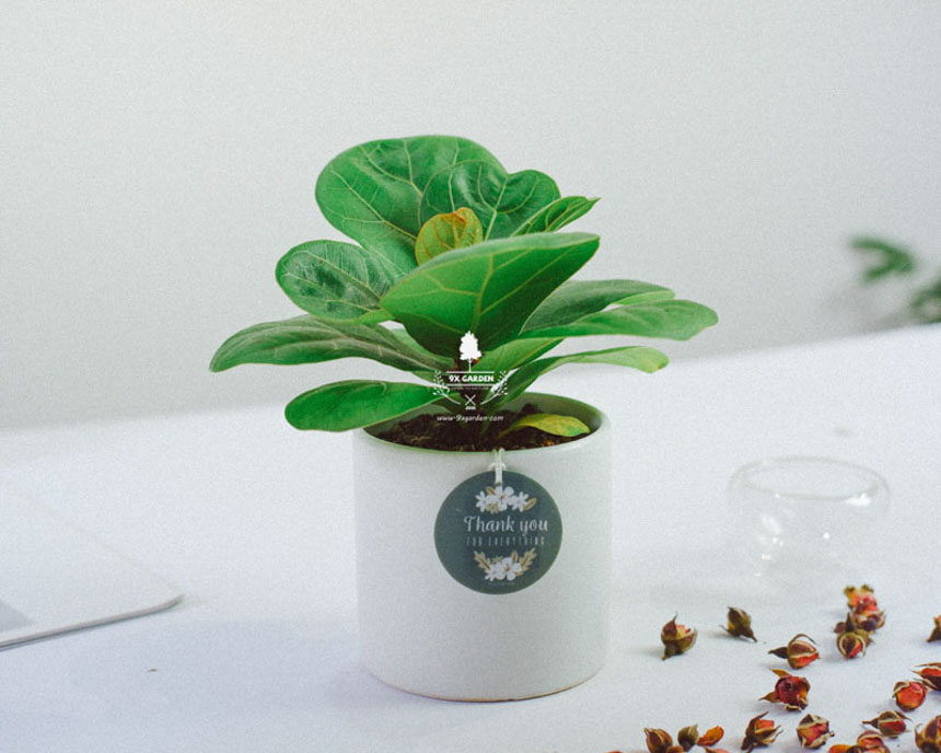 Tại sao cây xanh lại trở thành món quà hoàn hảo nhất? - 9X GARDEN