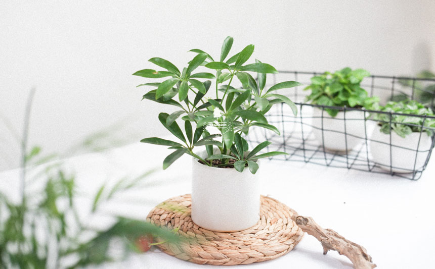 Tại sao cây xanh lại trở thành món quà hoàn hảo nhất? - 9X GARDEN