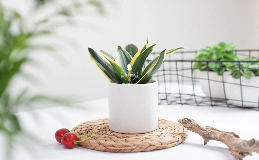 Tại sao cây xanh lại trở thành món quà hoàn hảo nhất? - 9X GARDEN