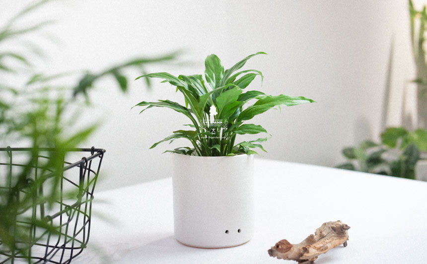 Tại sao cây xanh lại trở thành món quà hoàn hảo nhất? - 9X GARDEN