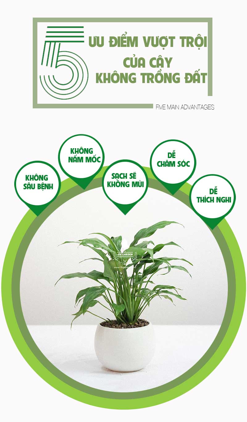 Cây Lan Ý x Cushy 6.0 - 9X GARDEN