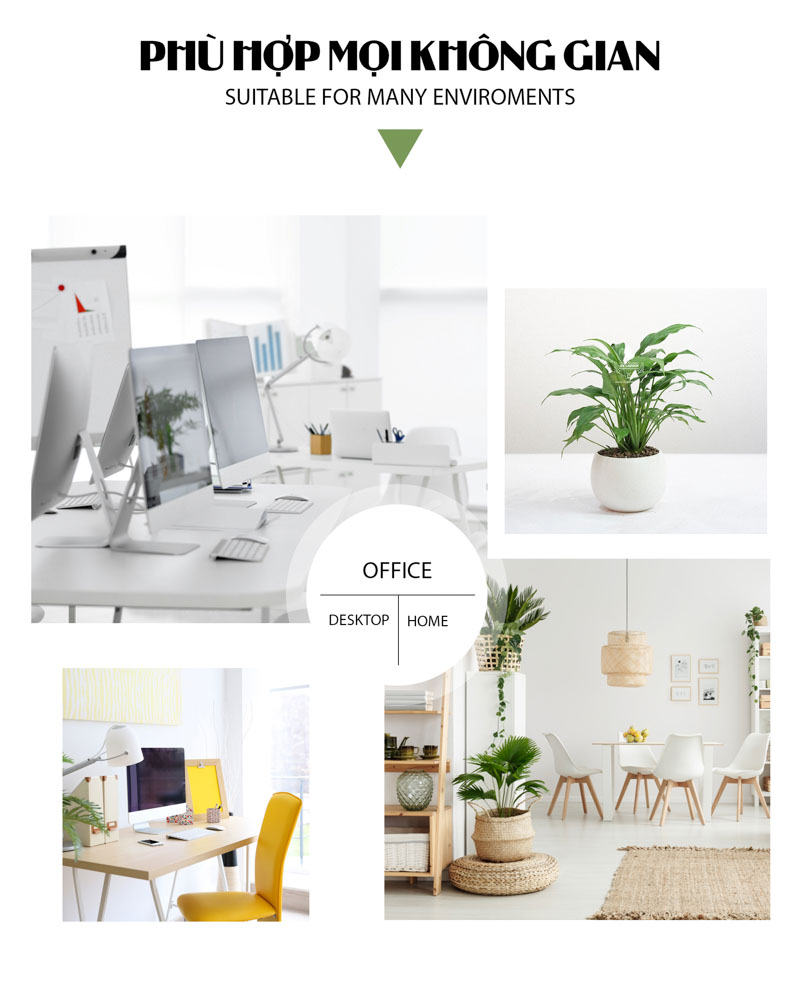 Cây Lan Ý x Cushy 6.0 - 9X GARDEN