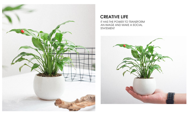 Cây Lan Ý x Cushy 6.0 - 9X GARDEN