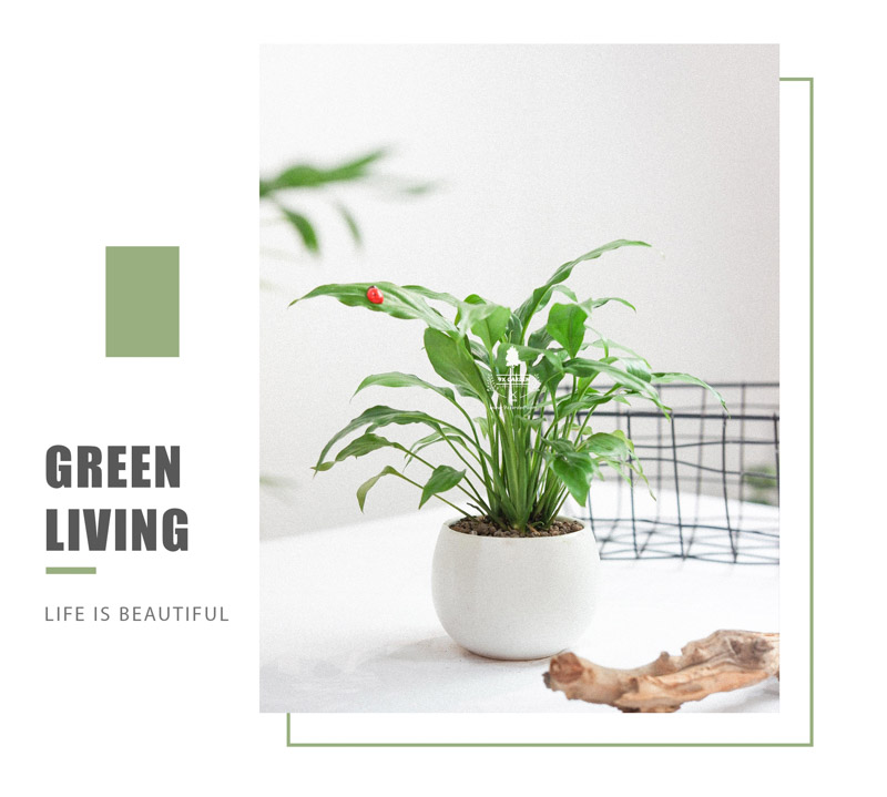 Cây Lan Ý x Cushy 6.0 - 9X GARDEN