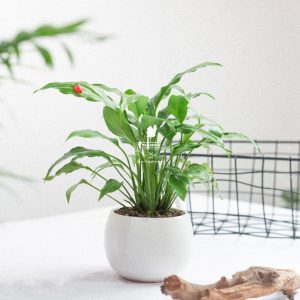 Cây Lan Ý x Cushy 6.0 - 9X GARDEN