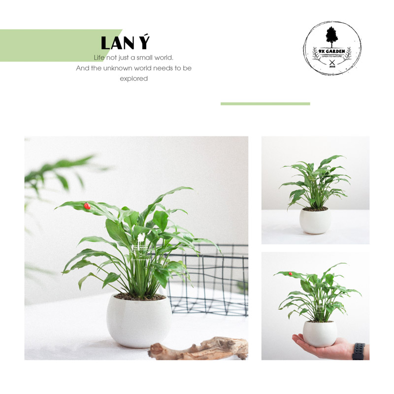 Cây Lan Ý x Cushy 6.0 - 9X GARDEN
