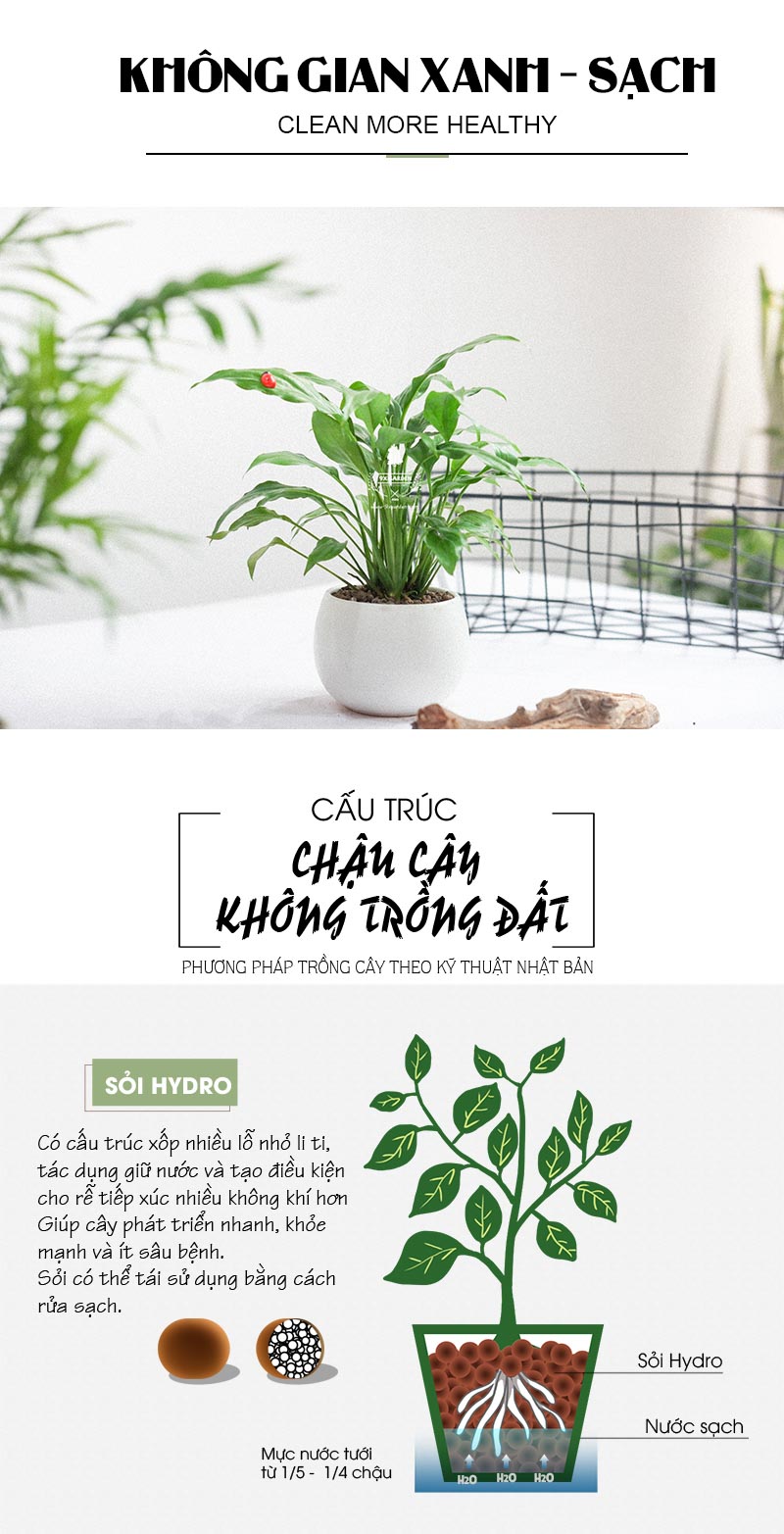 Cây Lan Ý x Cushy 6.0 - 9X GARDEN