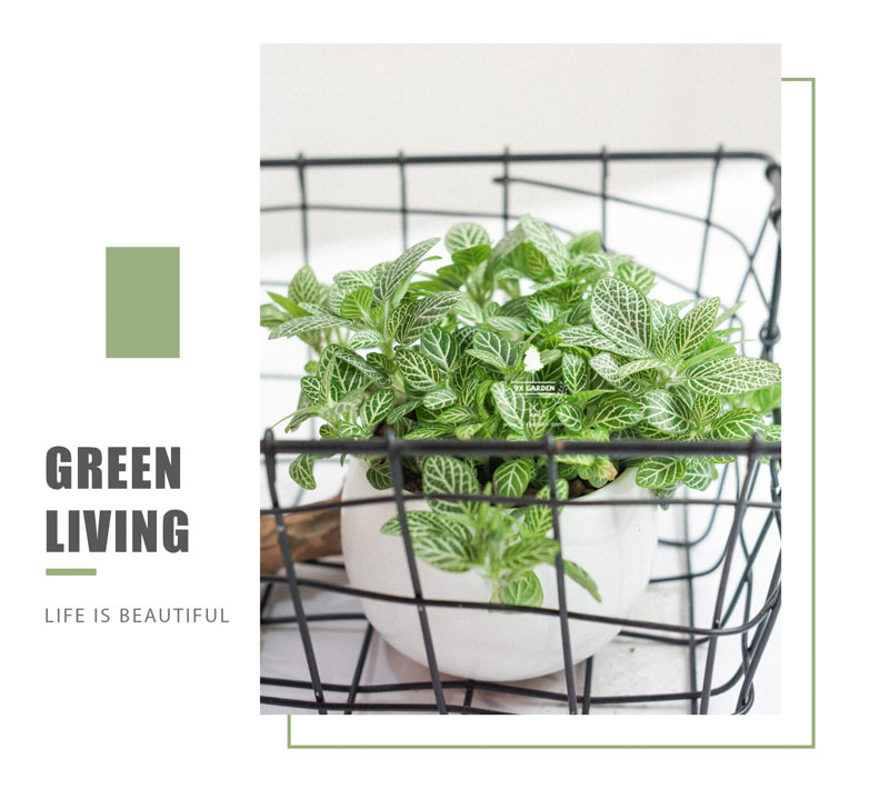 Lá May Mắn - Fittonia x Chậu Cushy 6.0 - 9X GARDEN