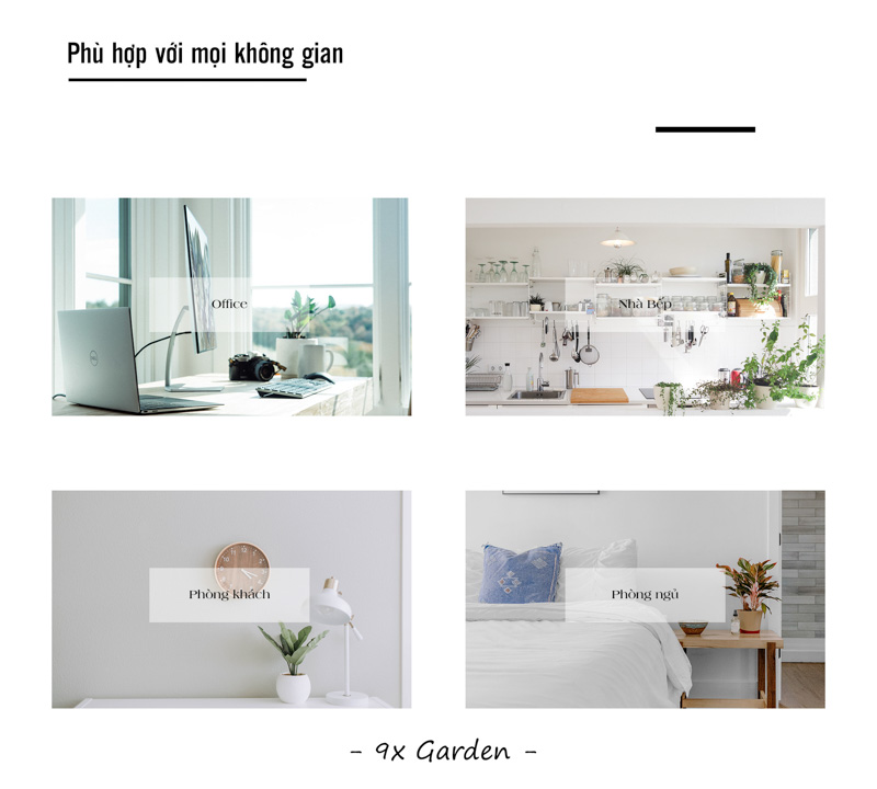 Lá May Mắn - Fittonia x Chậu Cushy 6.0 - 9X GARDEN