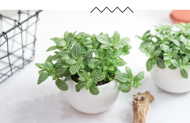 Lá May Mắn - Fittonia x Chậu Cushy 6.0 - 9X GARDEN