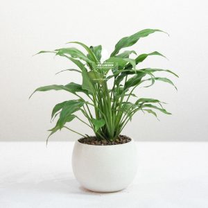 Cây Lan Ý x Cushy 6.0 - 9X GARDEN