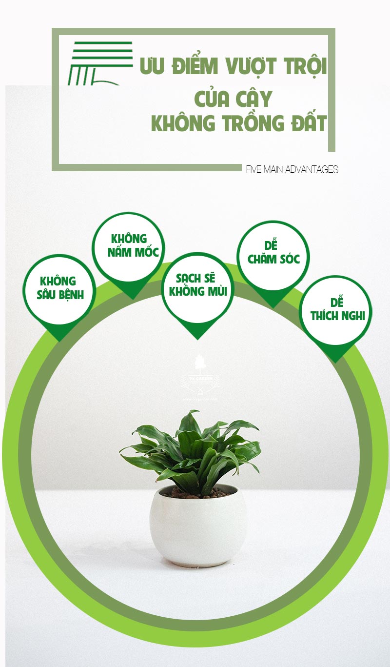 Phát Tài Úc Trồng Không Cần Đất x chậu Cushy 6.0 - 9X GARDEN