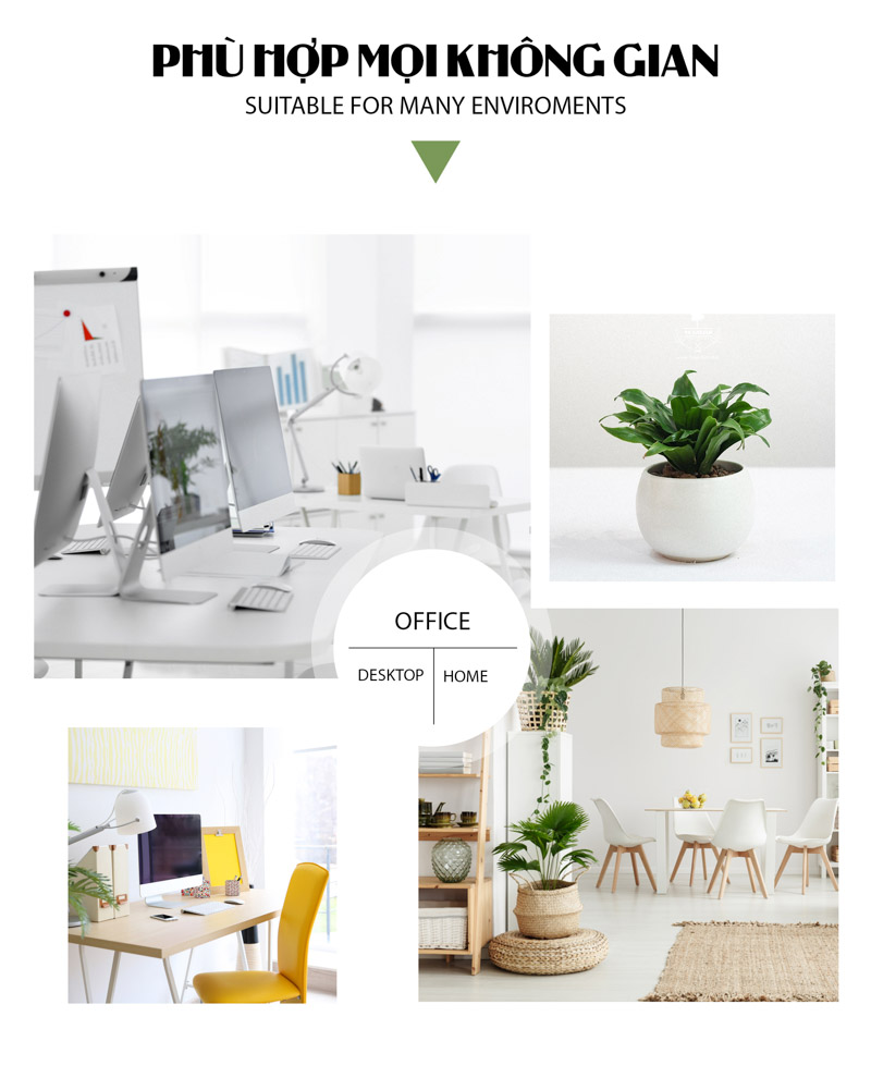 Phát Tài Úc Trồng Không Cần Đất x chậu Cushy 6.0 - 9X GARDEN