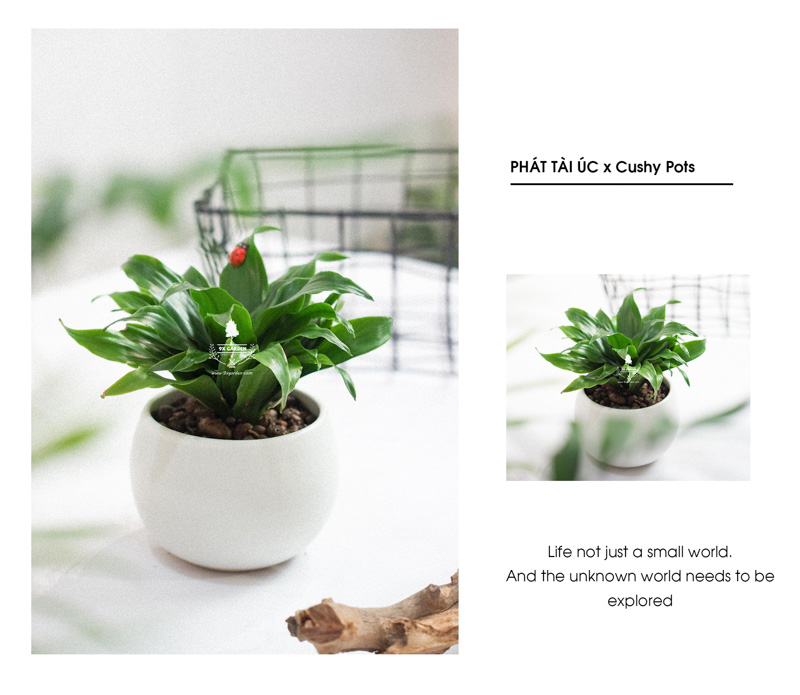Phát Tài Úc Trồng Không Cần Đất x chậu Cushy 6.0 - 9X GARDEN