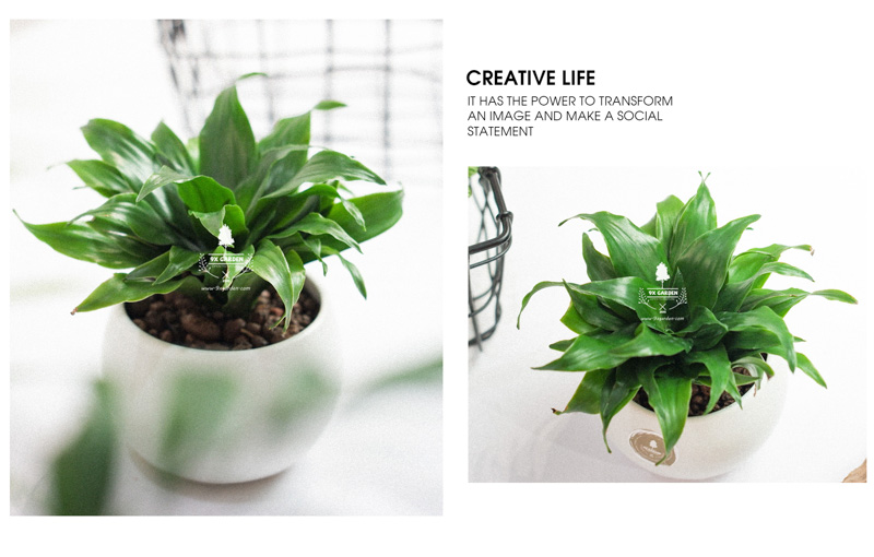 Phát Tài Úc Trồng Không Cần Đất x chậu Cushy 6.0 - 9X GARDEN