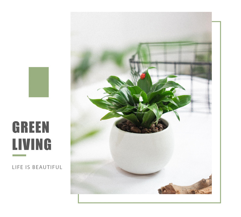 Phát Tài Úc Trồng Không Cần Đất x chậu Cushy 6.0 - 9X GARDEN