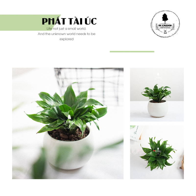 Phát Tài Úc Trồng Không Cần Đất x chậu Cushy 6.0 - 9X GARDEN