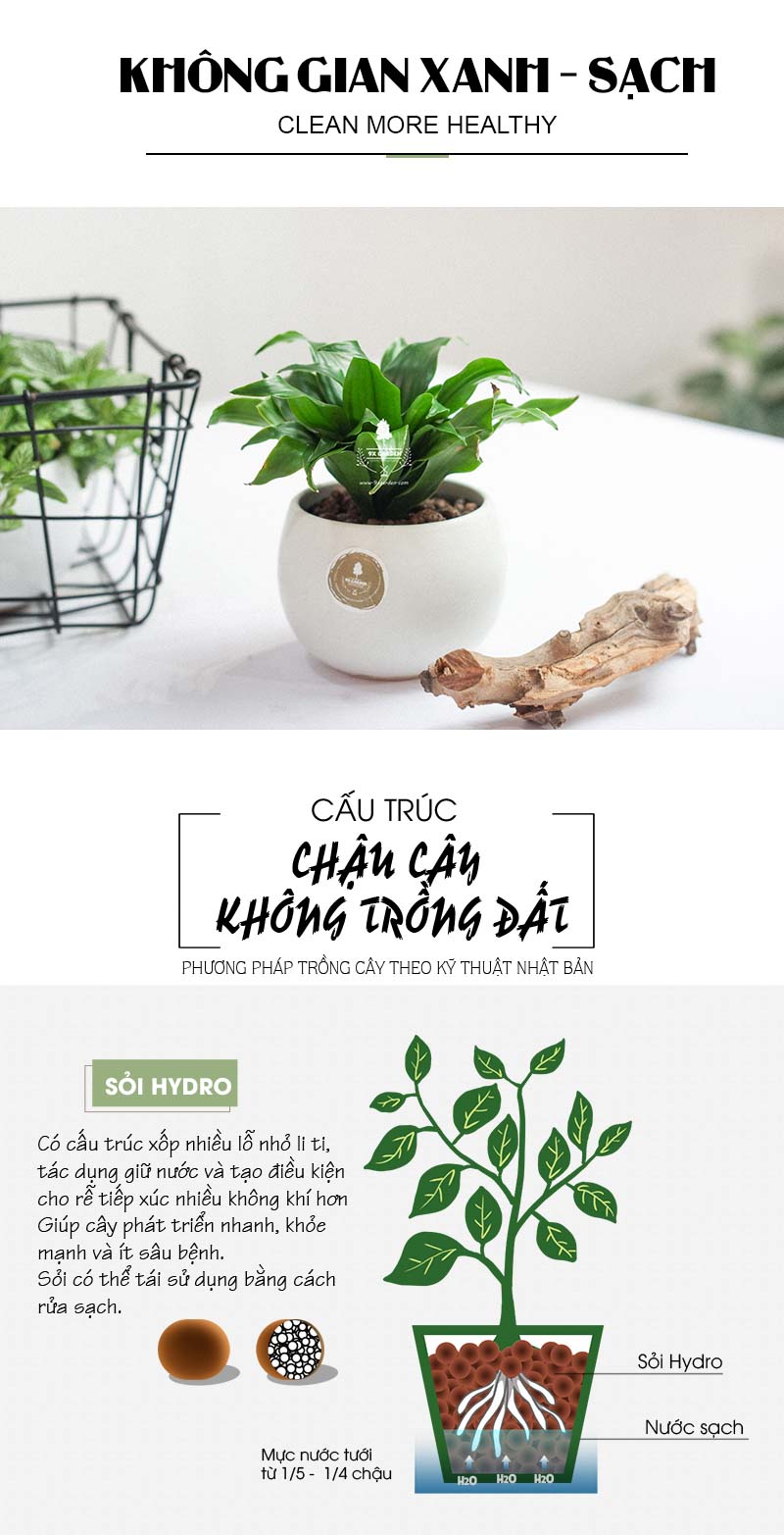 Phát Tài Úc Trồng Không Cần Đất x chậu Cushy 6.0 - 9X GARDEN