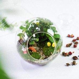 Tiểu Cảnh Để BànTerrarium - Family & Home 003 - 9X GARDEN