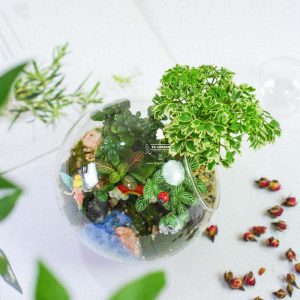 Tiểu Cảnh Để Bàn Terrarium - Tropical Forest 002 - 9X GARDEN