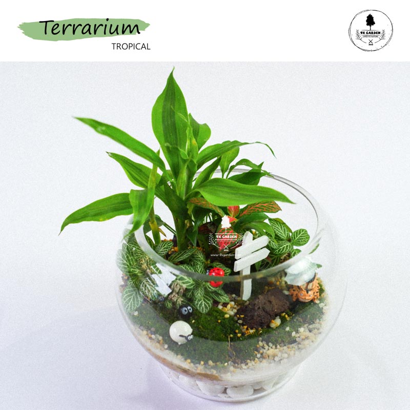 Tiểu Cảnh Để Bàn Terrarium - Tropical Forest 006 - 9X GARDEN