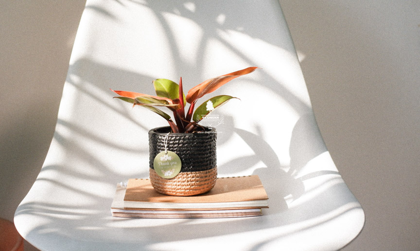 Tips Chọn Cây Cho Người Mới Chơi - 9X Garden